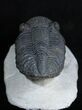Giant Phacopid Trilobite Drotops Megalomanicus #1995-5